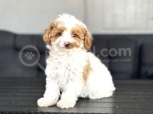 Türki̇yede Tek Party Colour Özel Renk Poodle Bebekler Toy görsel