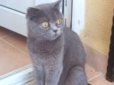 Scottish Fold Kızımıza Damat Arıyoruz Şu An Kızanda