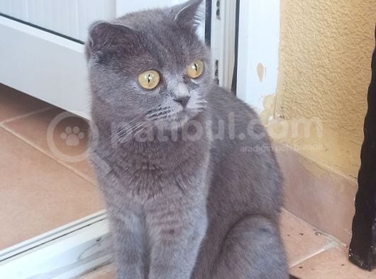 Scottish Fold Kızımıza Damat Arıyoruz Şu An Kızanda görsel
