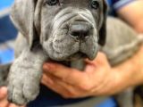 Cane Corso Yavrularimiz Daha Iyisi Yok