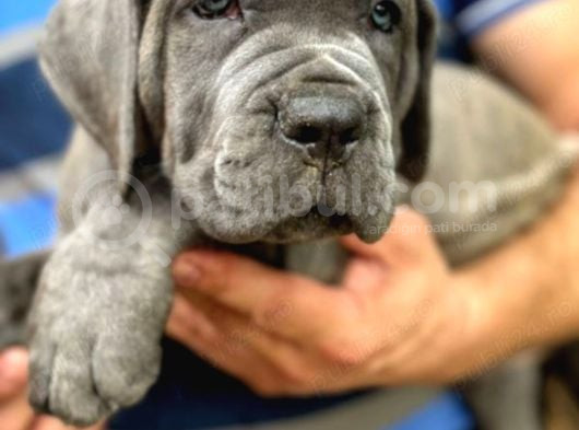 Cane Corso Yavrularimiz Daha Iyisi Yok görsel