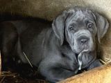 Cane Corso Yavrularimiz Daha Iyisi Yok