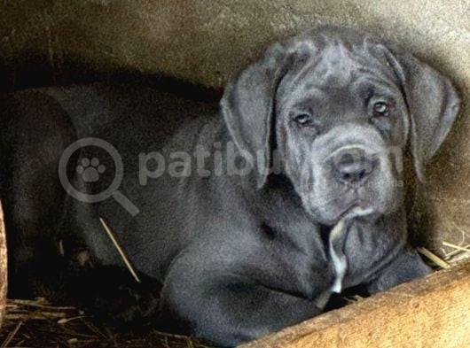 Cane Corso Yavrularimiz Daha Iyisi Yok görsel