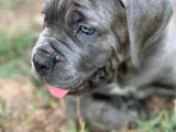 Cane Corso Yavrularimiz Daha Iyisi Yok