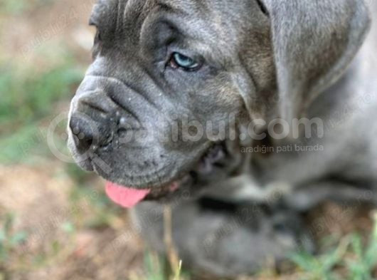 Cane Corso Yavrularimiz Daha Iyisi Yok görsel