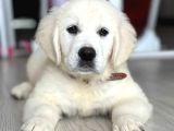 A Kalite Macar Baby Face  Golden Yavrularımız