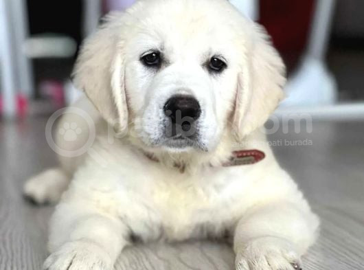 A Kalite Macar Baby Face  Golden Yavrularımız görsel