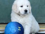 A Kalite Macar Baby Face  Golden Yavrularımız
