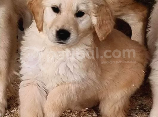 A Kalite Macar Baby Face  Golden Yavrularımız görsel