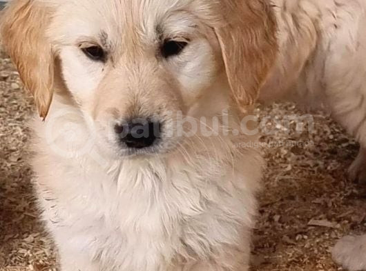 A Kalite Macar Baby Face  Golden Yavrularımız
