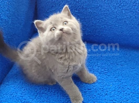 Mükemmel Güzellikte Ponçikler Kaçırılmaz görsel