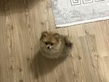 3 Aylık Pomeranian