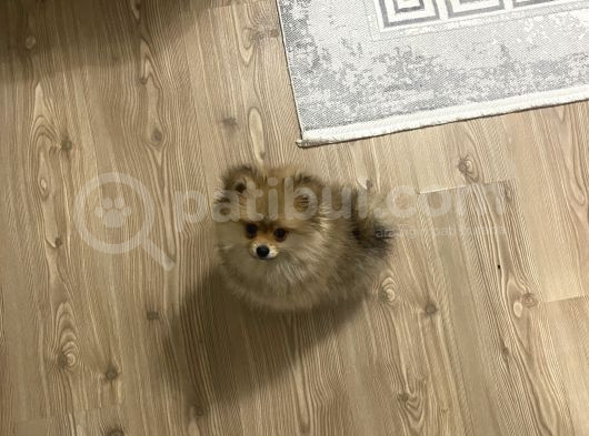 3 Aylık Pomeranian görsel