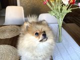 3 Aylık Pomeranian