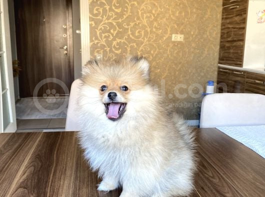 3 Aylık Pomeranian