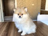 3 Aylık Pomeranian