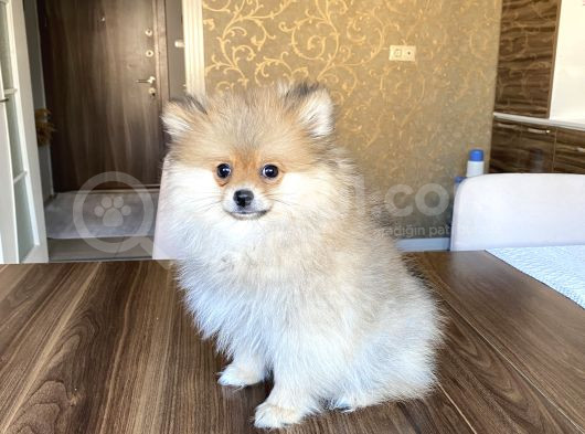 3 Aylık Pomeranian görsel