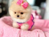 Mi̇kro Pomerani̇an Bebekler