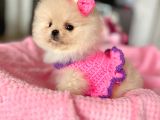 Mi̇kro Pomerani̇an Bebekler