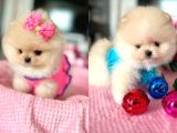 MİKRO POMERANİAN BEBEKLER