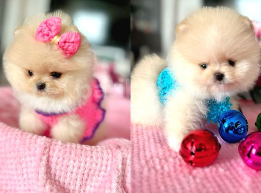 Mi̇kro Pomerani̇an Bebekler