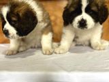 Safkan St Bernard Yavrular