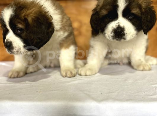 Safkan St Bernard Yavrular görsel