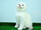 Bem Beyaz Ns 11 33 Scottish Fold