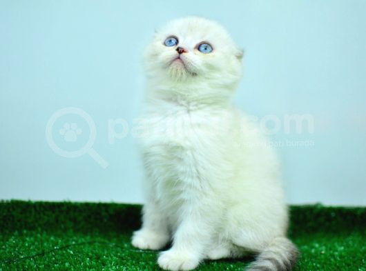 Bem Beyaz Ns 11 33 Scottish Fold görsel