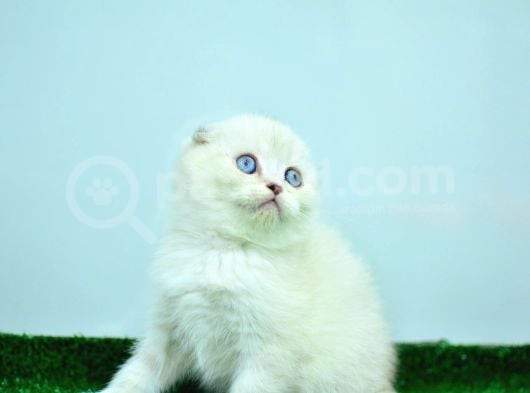 Bem Beyaz Ns 11 33 Scottish Fold görsel