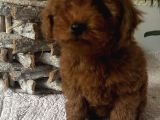 Secereli Red Brown Kore Poodle Yavruları