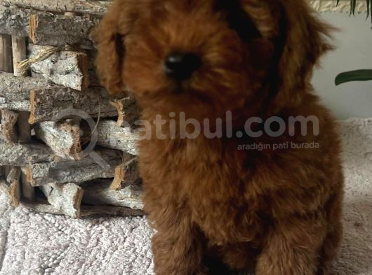 Secereli Red Brown Kore Poodle Yavruları görsel