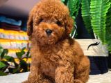 Secereli Red Brown Kore Poodle Yavruları