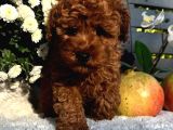 Secereli Red Brown Kore Poodle Yavruları
