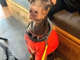 4 aylik Doberman Diş yavrum ve Büyük Köpek kafesi
