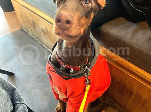 4 Aylik Doberman Diş Yavrum Ve Büyük Köpek Kafesi