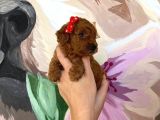 Sağlık Ve Irk Garantili Toy Poodle