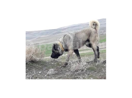 Safkan Sivas Kangalları görsel