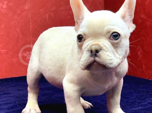 Süper Kalite Ve Muhteşem Güzellikte French Bulldog Platinyum görsel