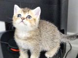Aile Sıcaklığnda Büyüyen  Scottish Fold British Yvrlr