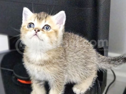 Aile Sıcaklığnda Büyüyen  Scottish Fold British Yvrlr görsel