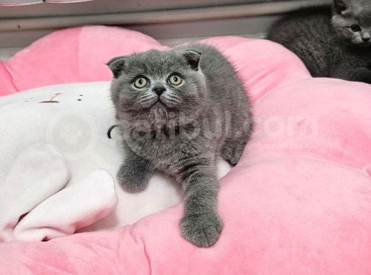Aile Sıcaklığnda Büyüyen  Scottish Fold British Yvrlr görsel