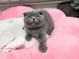 Aile Sıcaklığnda Büyüyen  Scottish Fold British Yvrlr
