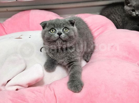 Aile Sıcaklığnda Büyüyen  Scottish Fold British Yvrlr görsel