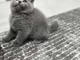 Aile Sıcaklığnda Büyüyen  Scottish Fold British Yvrlr