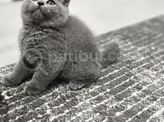 Aile Sıcaklığnda Büyüyen  Scottish Fold British Yvrlr görsel