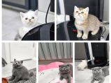 Aile sıcaklığnda büyüyen  scottish fold british yvrlr