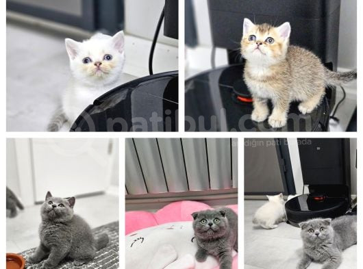 Aile Sıcaklığnda Büyüyen  Scottish Fold British Yvrlr