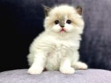 Safkan Mükemmel  Ragdoll Yavruları