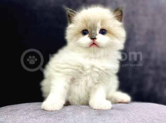 Safkan Mükemmel  Ragdoll Yavruları görsel